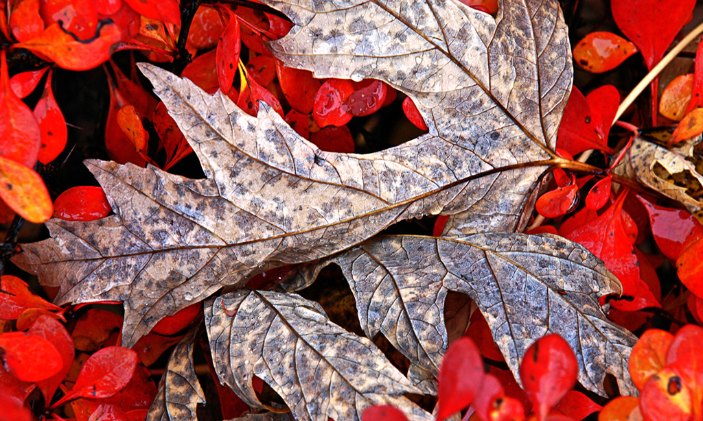 Oak Leaf in Autumn Fran Dwight
