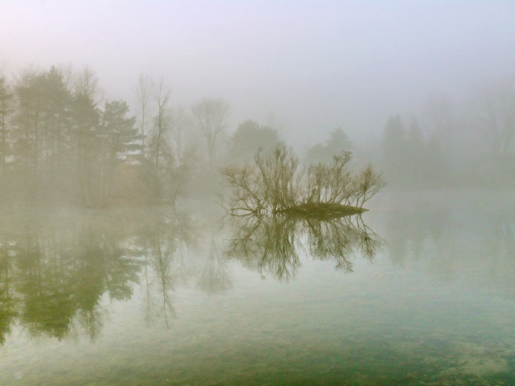 Foggy Pond Michael McPeak