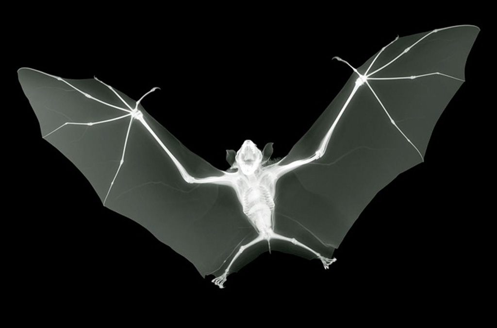 X-Ray, Bat