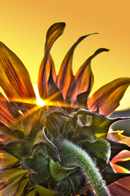 Sunflower Sunrise Vince Brady