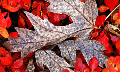 Oak Leaf in Autumn Fran Dwight