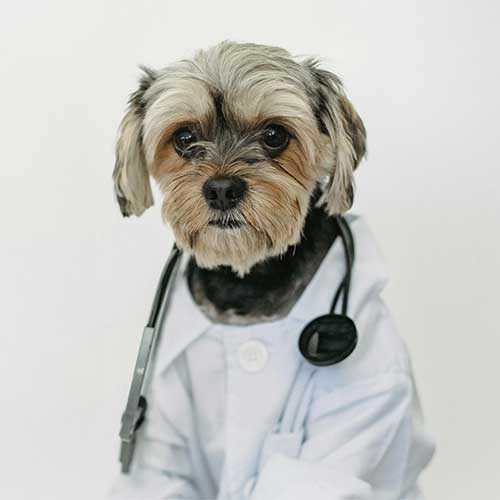 Dog with stethoscope