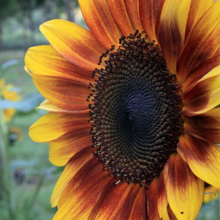 Annescia Dillard flower portrait